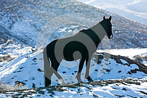 Backlit horse in the nevada desert in the snow