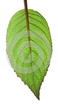A backlit hydrangea macrophyllum leaf