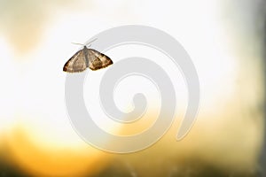Backlit image of Nola karelica, a tuft moth photo