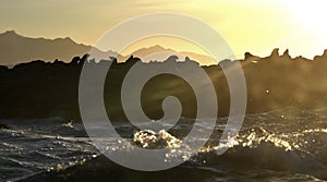 Backlit image of seals during sunrise. Colony of seals  Cape Fur Seals, Arctocephalus pusillus  on the rocky island in the ocean