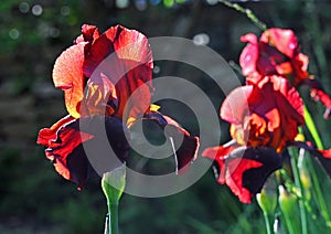 Backlit irises