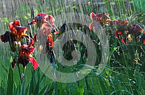 Backlit irises under rain