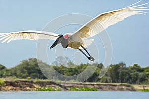 Backlit Jabiru Stork in Flight over Water