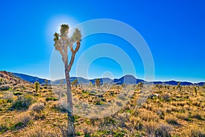 Backlit Joshua Tree with Sun