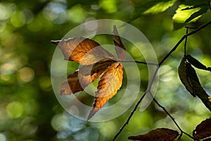 Backlit leaf, Monongahela National Forest, West Virginia