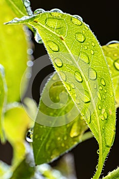 Backlit leaf with rain drop detail