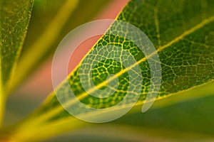 Backlit Leaf Veins photo