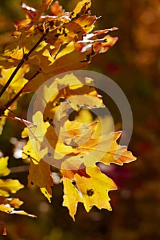 Backlit leaves in mountains above Provo, Utah