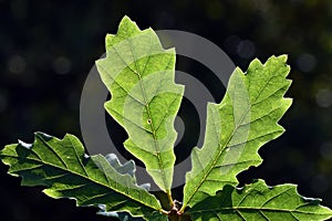 Backlit leaves of sessile oak (Quercus petraea)