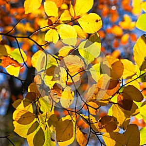 Backlit leaves on a tree in autumn