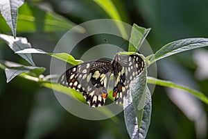 a backlit Lime butterfly (Papilio demoleus malayanus)