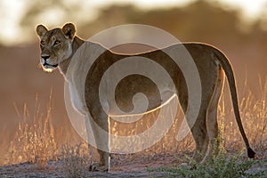 Backlit lioness photo