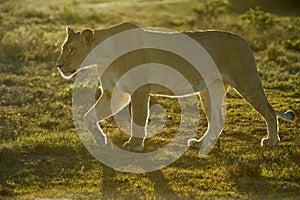 Backlit Lioness