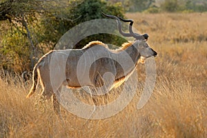 Backlit male kudu antelope, Kruger National Park, South Africa