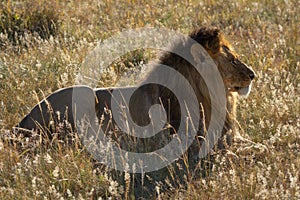 Backlit male lion lying in long grass