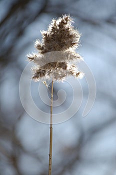 Backlit marsh grass