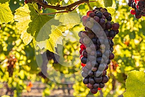 Backlit Merlot grapes ripening on vine in organic vineyard