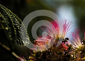 Backlit Mimosa Blooms and Leaves