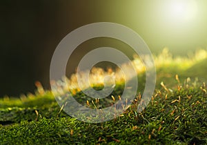 Backlit of mossy hummock