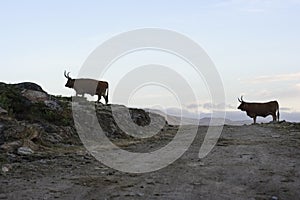 Backlit mountain cattle