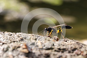 Backlit Mud dauber wasp Sceliphron spirifex  Malta, Mediterrane