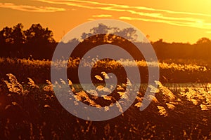 Backlit Native Grasses at Sunset