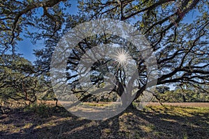 A Backlit Oak At Beautiful Hampton Plantation