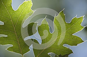 Backlit Oak Leaves