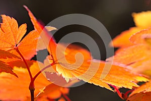 Backlit orange autumn maple leaves