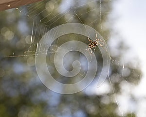 Backlit Orb Weaver Spider in Web