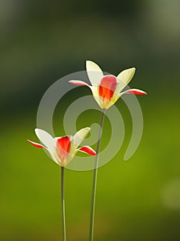 Backlit pair of tulips