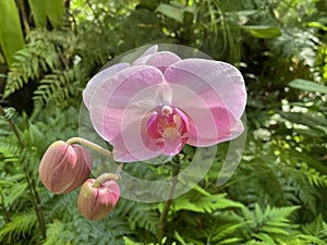 Backlit pale pink orchid