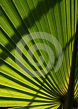 Backlit Palm Leaf