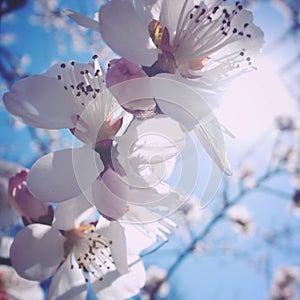 Backlit peach