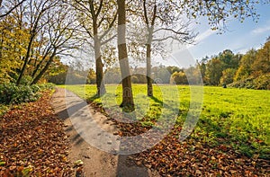 Backlit photo of a forest path with fallen tree leaves along the edge