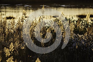 Backlit phragmites Massachusetts marsh