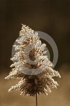 Backlit phragmites plume