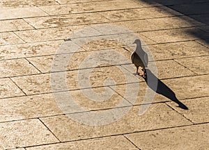 Backlit pigeon