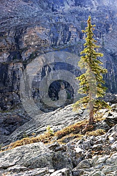 Backlit pine tree, Opabin Plateau, Yoho National Park, Canada