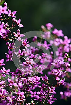 Backlit pink flowers of Australian native Boronia ledifolia, family Rutaceae, growing in Sydney woodland