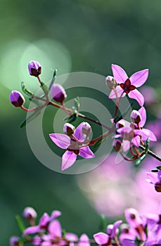 Backlit pink flowers of Australian native Boronia ledifolia, family Rutaceae, growing in Sydney woodland