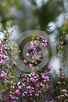 Backlit pink flowers of the Australian native shrub Boronia ledifolia, family Rutaceae