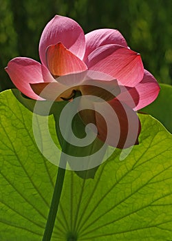 Backlit Pink Lotus Flower