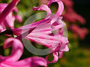 Backlit Pink Nerine Flower Closeup