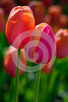 Backlit Pink and Orange Tulips