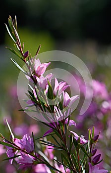 Backlit pink star shaped flowers and buds of the Australian native waxflower Crowea exalata, family Rutaceae