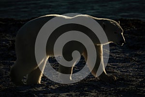 Backlit polar bear walking along rocky shoreline