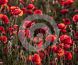 Backlit poppies in a field