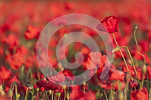 Backlit poppies in a field