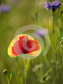Backlit poppy in field of wild flowers